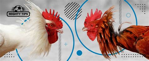 Cockfighting in the Philippines and Online Sabong Explained.